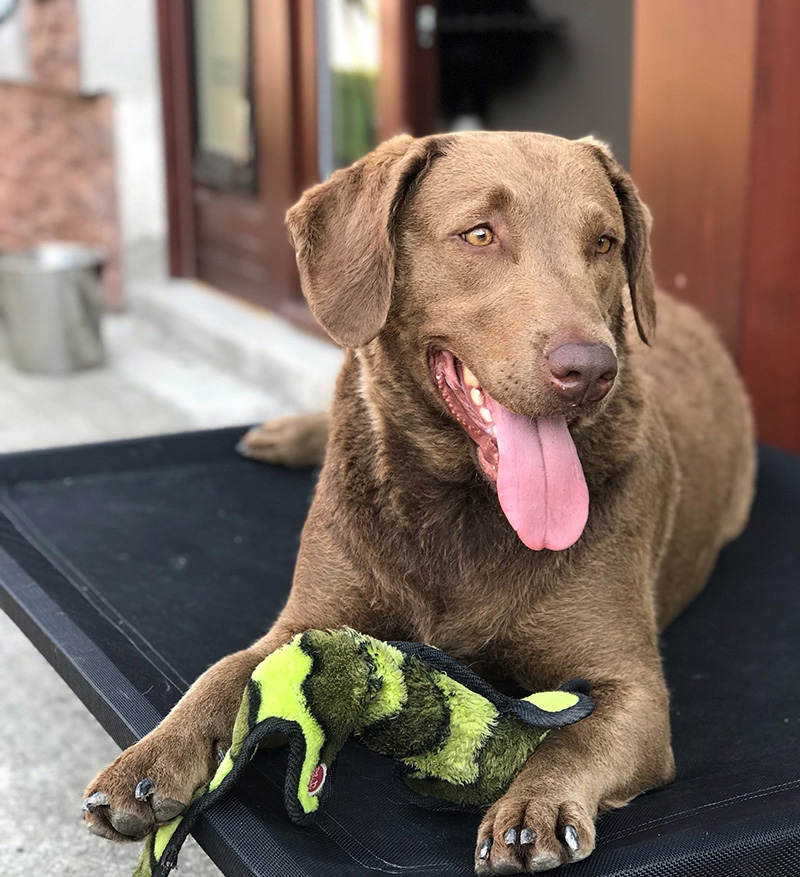chasapeake bay retriever